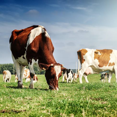 La protéine de lactosérum nourrie à l'herbe augmente-t-elle votre système immunitaire?