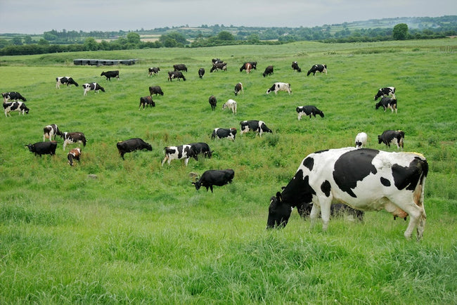 Le colostrum est-il bon pour vous ? Bienfaits, science et sécurité