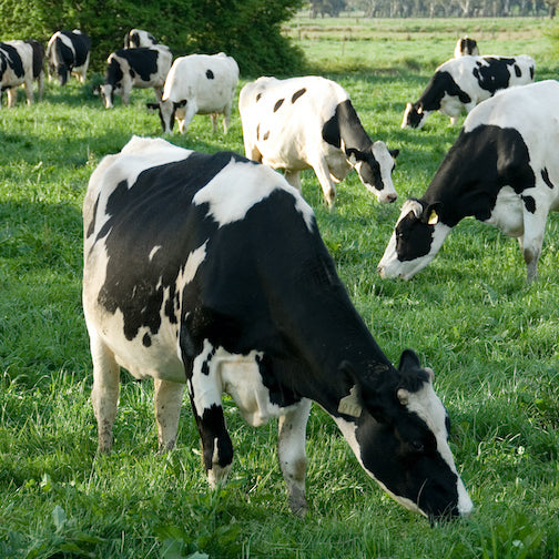 10 avantages en protéines de lactosérum nourris à l'herbe que vous ne connaissiez pas