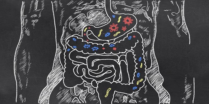 Comment restaurer votre intestin après les antibiotiques