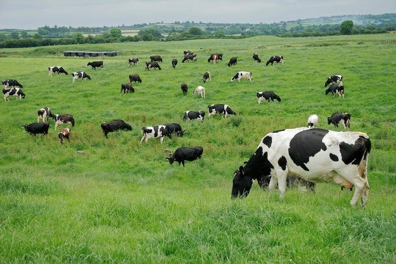 Le colostrum est-il bon pour vous ? Bienfaits, science et sécurité