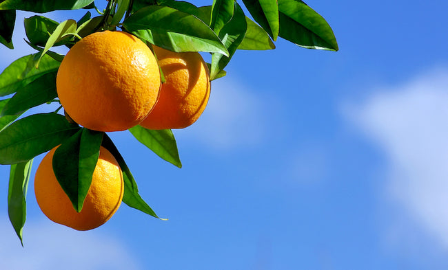 5 Collagen Rich Vegetarian Foods