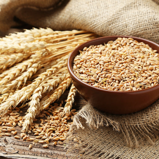 Meilleure poudre de protéines sans gluten