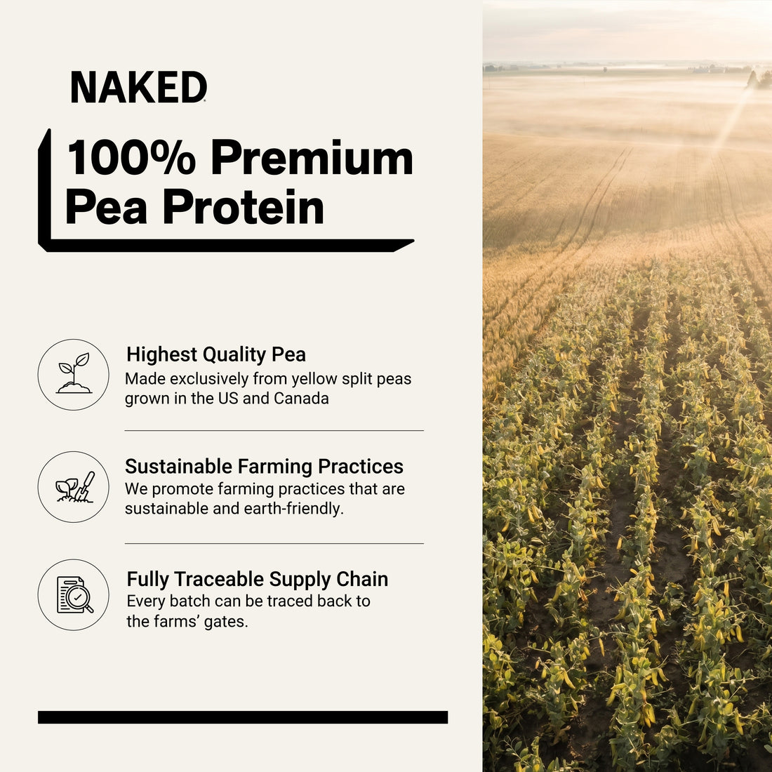 Vanilla Pea Protein Powder | Vanilla Naked Pea - 2LB